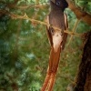 Lejskovec nadherny - Terpsiphone viridis - African Paradise-Flycatcher o7750